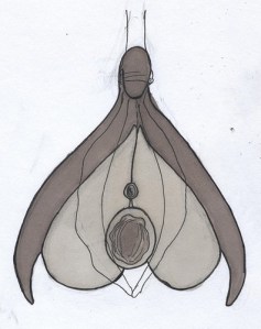 The Internal Clitoris